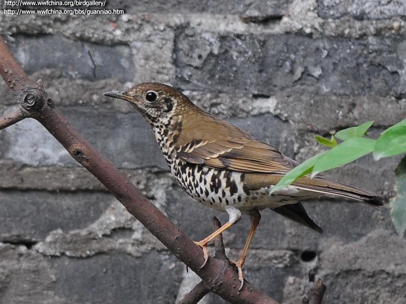 长尾地鸫 长尾地鸫的图片