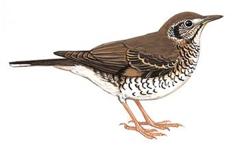 ��β��𴣺��̬����ͼ