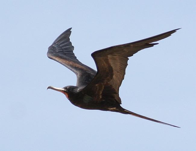 黑腹军舰鸟 黑腹军舰鸟的图片