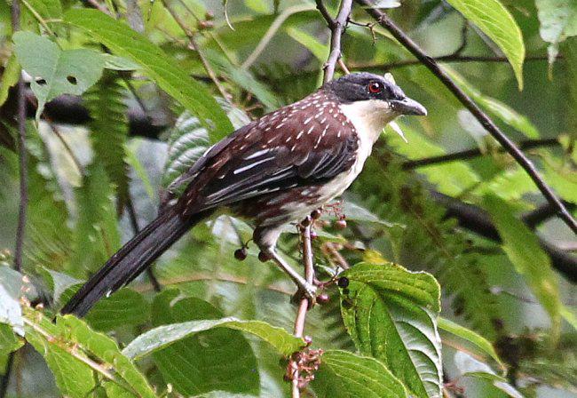 斑南洋鹛 斑南洋鹛的图片