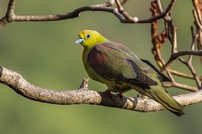 ШβÂÌð¯ ШβÂÌð¯µÄͼƬ