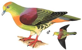 Шβ��汎��̬����ͼ