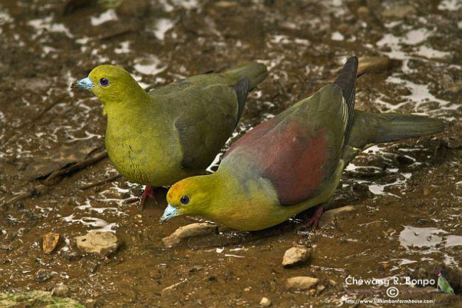 Wedge-tailed Green Pigeon