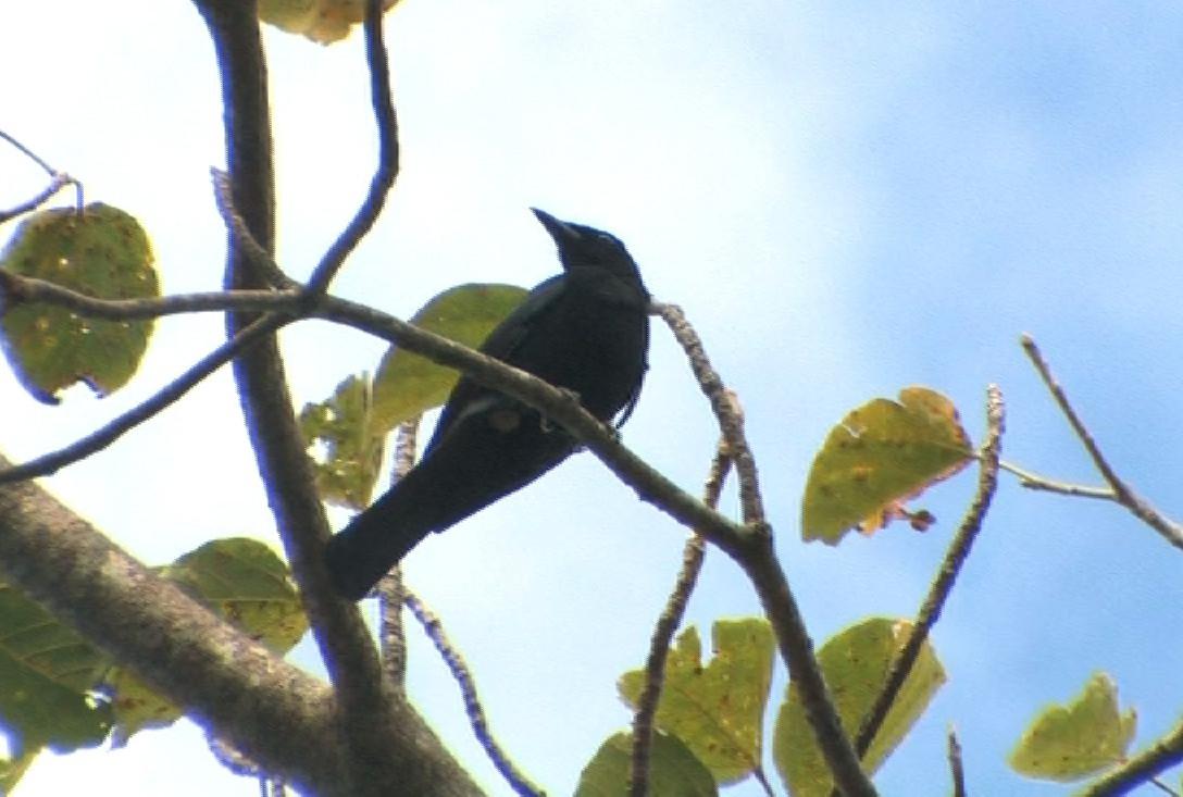 ���ɱ��ھ��V