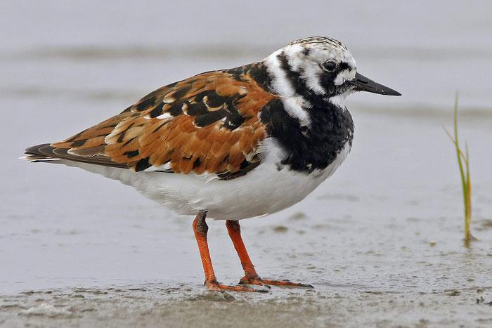 翻石鹬 翻石鹬的图片