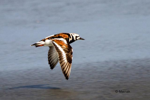 ��ʯ�֣���ֳ�����ͼ