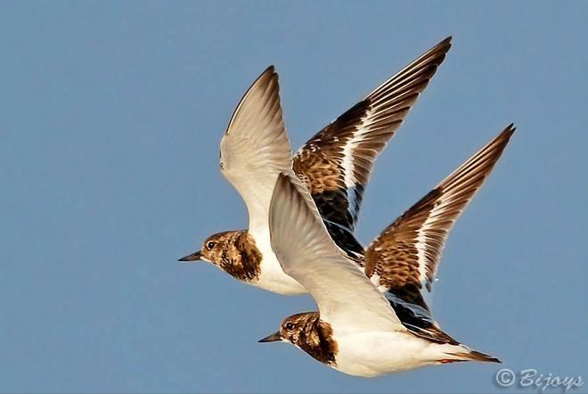 ��ʯ�֣��Ƿ�ֳ�����ͼ