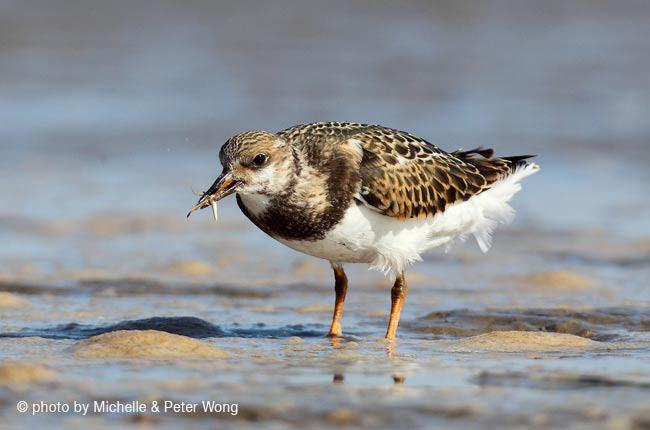 ��ʯ�֣���ʳ