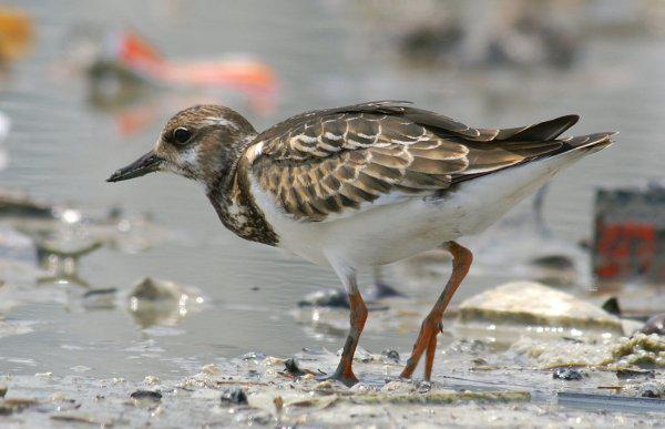 ��ʯ�֣�����