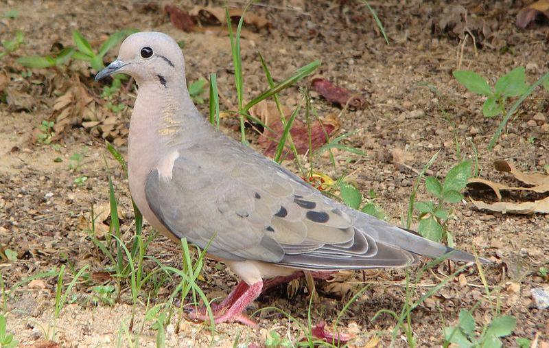 斑颊哀鸽 斑颊哀鸽的图片
