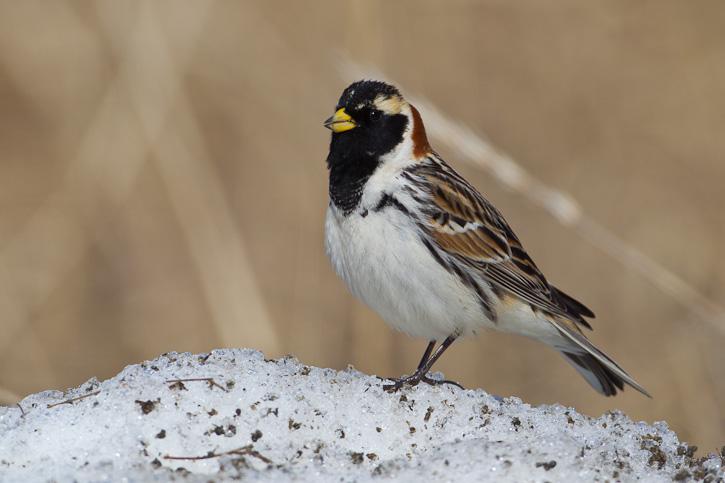 ��צ�c��ͼƬ