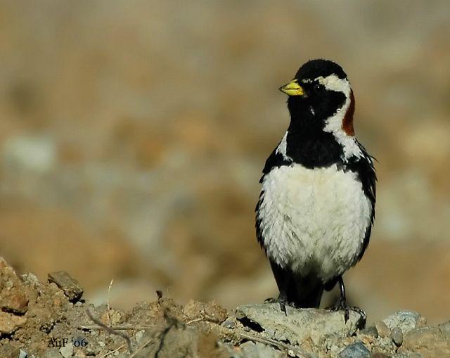 ��צ�c������ֳ��