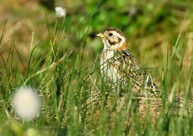 ��צ�c������ֳ��