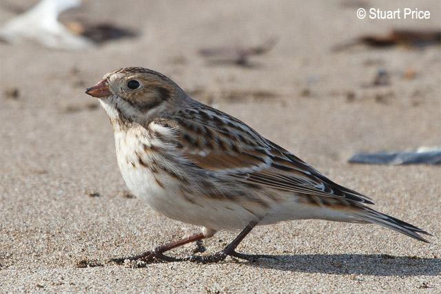 ��צ�c���Ƿ�ֳ��