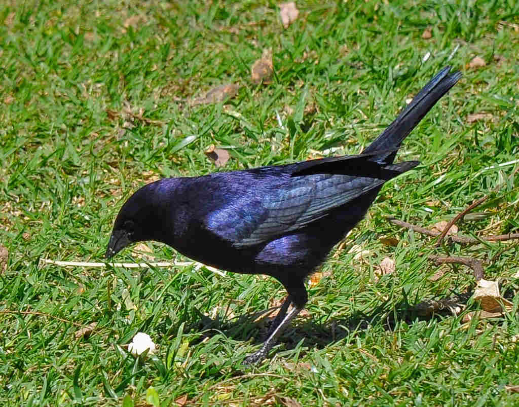 �ϻ�ţ��ͼƬ