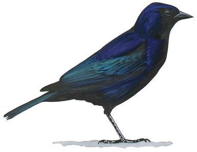 �ϻ�ţ𿣺��̬����ͼ