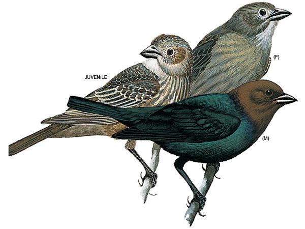 ��ͷţ𿣺��̬����ͼ