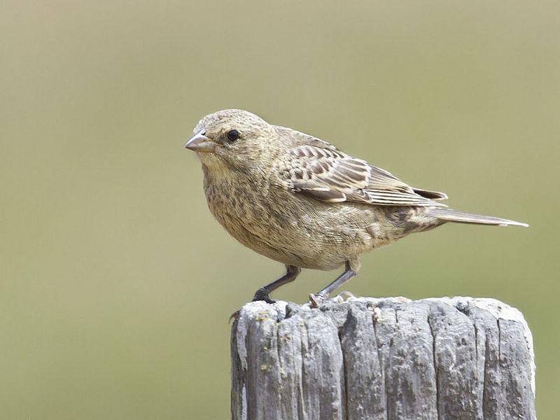 ��ͷţ𿣺����