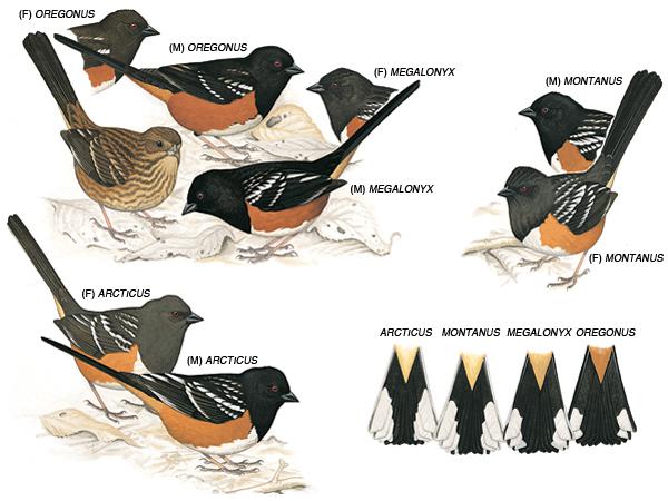 �����c����̬����ͼ