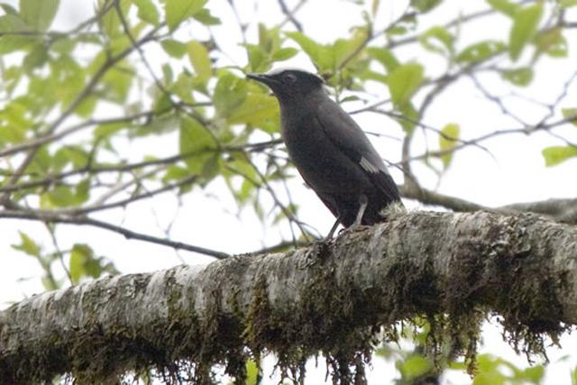 紫宽嘴鸫 紫宽嘴鸫的图片