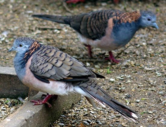 �߼缧����ͼƬ