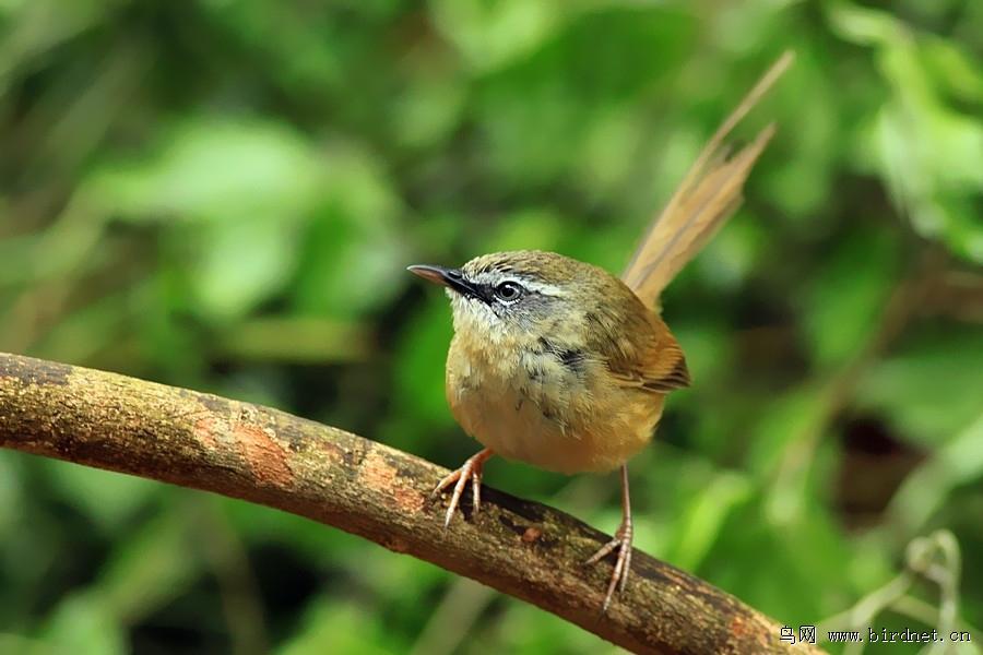 �ں�ɽ��ݺ���������峤������2010-04-16