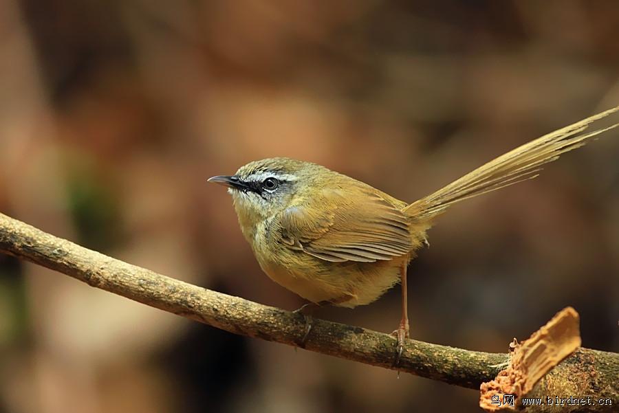 �ں�ɽ��ݺ���������峤������2010-04-16