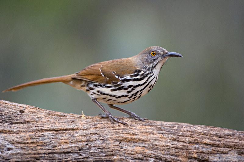 长弯嘴嘲鸫 长弯嘴嘲鸫的图片