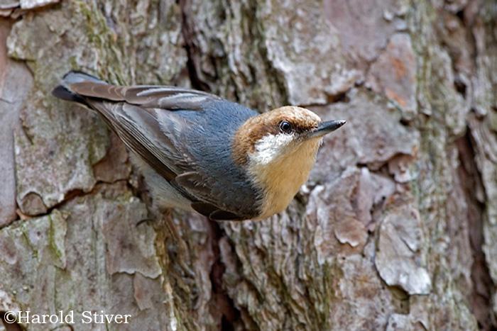 ��ͷ�[��ͼƬ