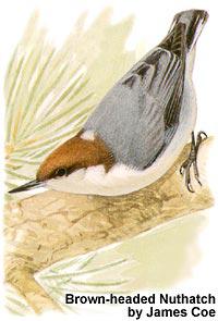 ��ͷ�[����̬����ͼ