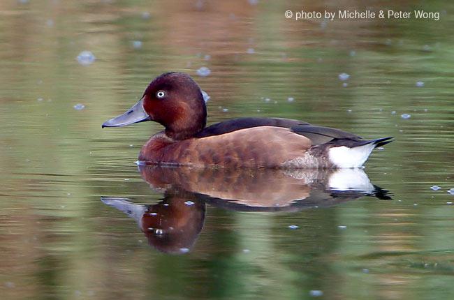 白眼潜鸭 白眼潜鸭的图片