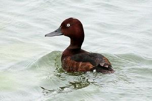 ����ǱѼ������