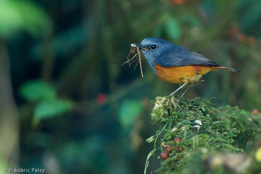 岩鸲鸫 岩鸲鸫的图片