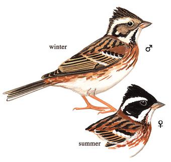 ���c��ͼ�д��۷������󣩣���Ϊ�����Ƿ�ֳ������ͼ����ͼ����ͼ