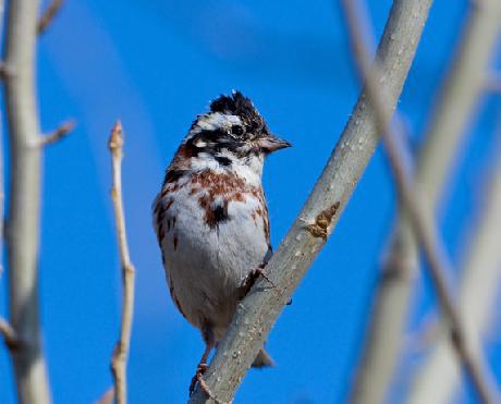 �����˽�������༣�������ӵ�λ��(�ز�)���غ�ɫ�����ƣ���׺�Ż�����һ����װ�Ρ�