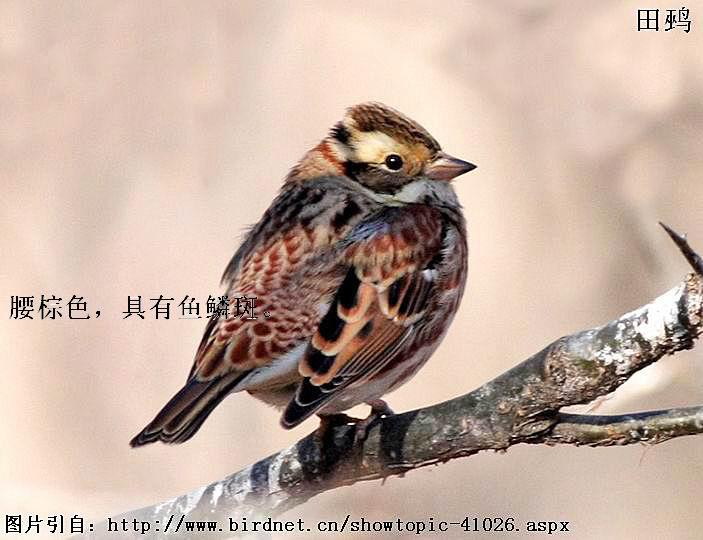 ���c����ɫ�����������۰ߡ�