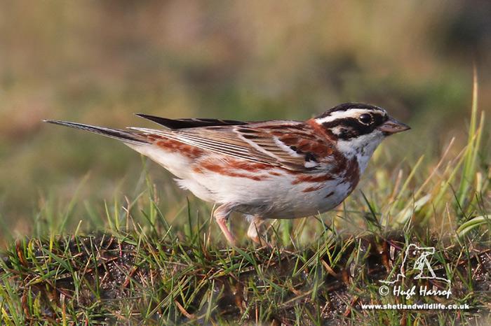 ���c������