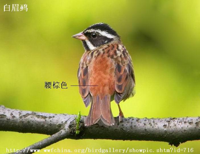 ��ü�c������ɫ���ް��ƣ�������ɫ����ɫ����