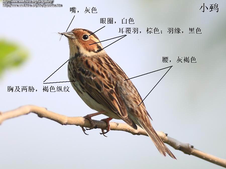 С�c�����Һ�ɫ�������ɫ�����ɫ���غ���в��ɫ����