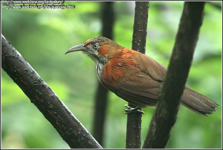 钩嘴鹛属 钩嘴鹛属的图片