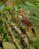 ӡ�Ȱ��ع�����