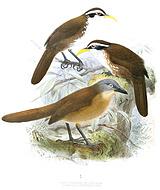 ˹������������