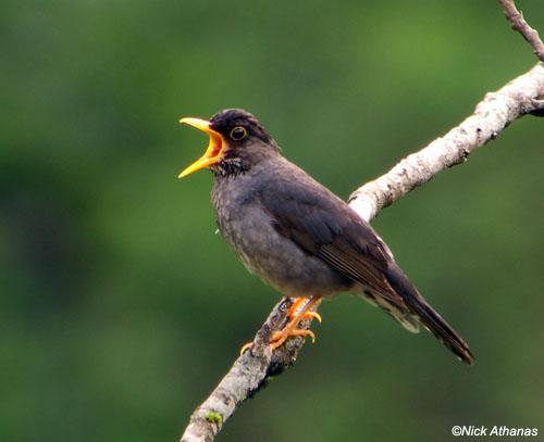 ����˹����ͼƬ