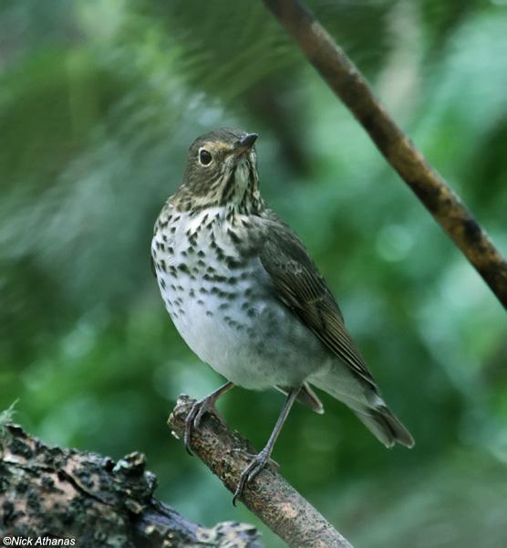 ˹��ҹ��ͼƬ