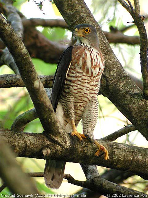 ��ͷӥ��ͼƬ