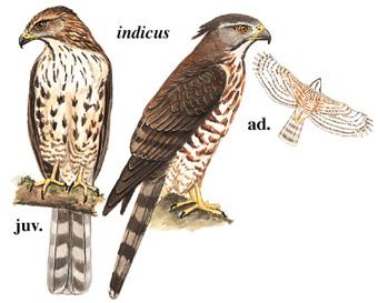 ��ͷӥ����̬����ͼ