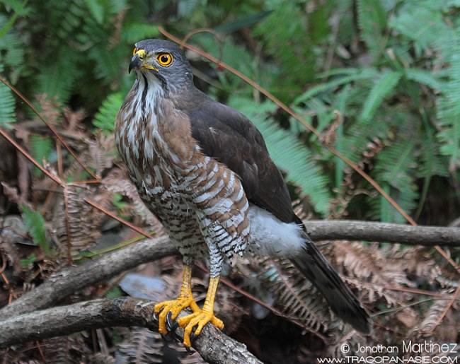 ��ͷӥ������