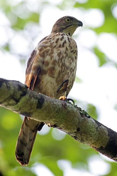 ��ͷӥ������