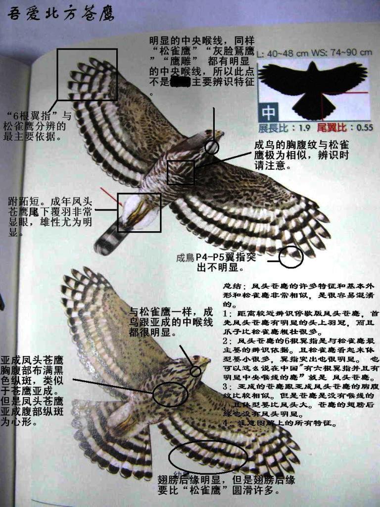 ��ͷ��ӥ�ı�ʶ���ɣ������ᰮ������ӥ