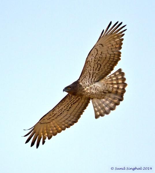 ��ֺ���ͼƬ